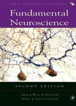 Fundamental of neuroscience